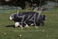 Collie - Bearded