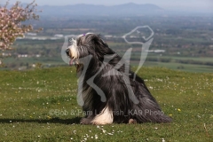 Collie - Bearded