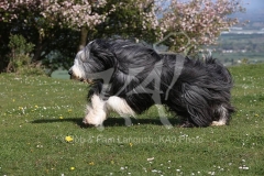 Collie - Bearded