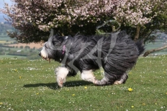 Collie - Bearded