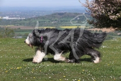 Collie - Bearded