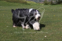 Collie - Bearded