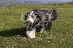 Collie - Bearded