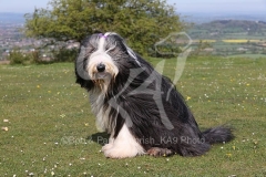 Collie - Bearded