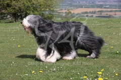 Collie - Bearded