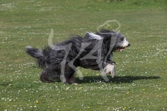 Collie - Bearded
