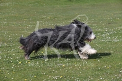 Collie - Bearded