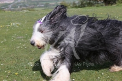 Collie - Bearded