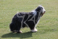 Collie - Bearded