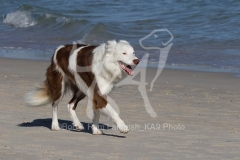 Collie - Border
