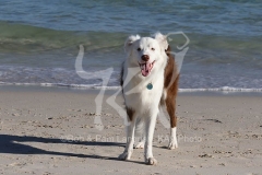 Collie - Border
