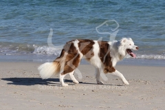 Collie - Border