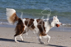 Collie - Border