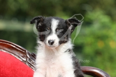 Collie - Border