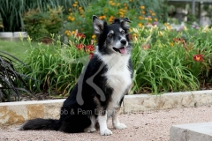 Collie - Border