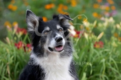 Collie - Border