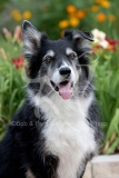 Collie - Border