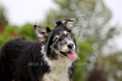 Collie - Border
