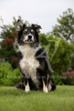 Collie - Border