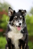 Collie - Border