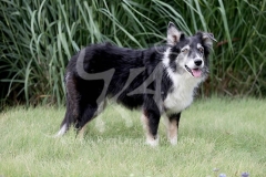 Collie - Border