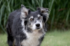 Collie - Border