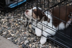 Collie - Border