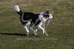 Collie - Border