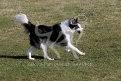 Collie - Border