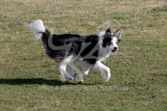 Collie - Border