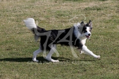 Collie - Border