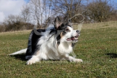 Collie - Border