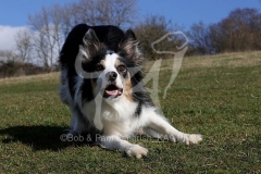 Collie - Border