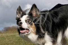 Collie - Border