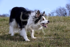 Collie - Border
