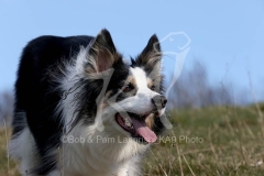 Collie - Border