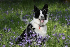 Collie - Border