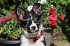 Collie - Border