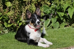 Collie - Border