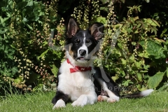 Collie - Border
