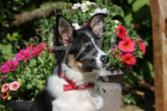 Collie - Border