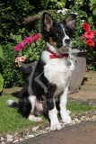 Collie - Border