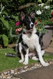 Collie - Border