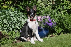 Collie - Border