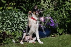 Collie - Border