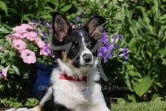 Collie - Border