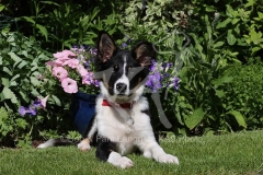 Collie - Border