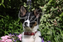 Collie - Border