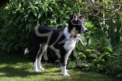 Collie - Border