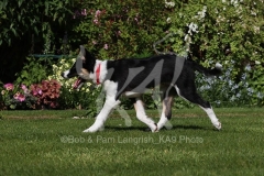 Collie - Border